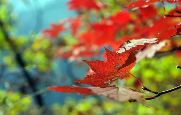 Осень, лес, листья, деревья, природа, парк, листопад, осенние обои