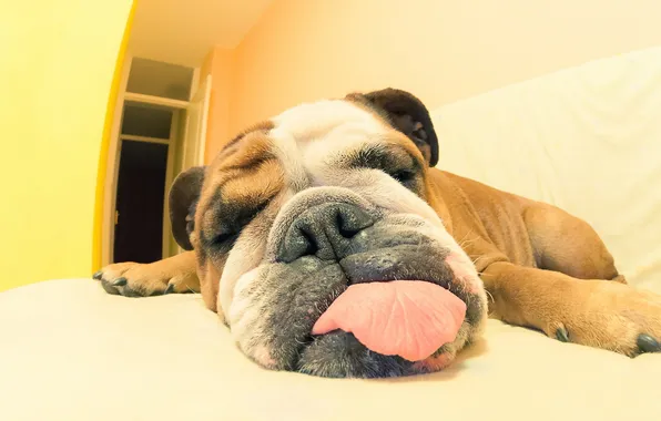 Друг, дома, собака