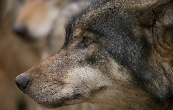 Картинка nature, predator, animal, wolf, wildlife, portrait, portrait., close-up-of-a-wolf-head