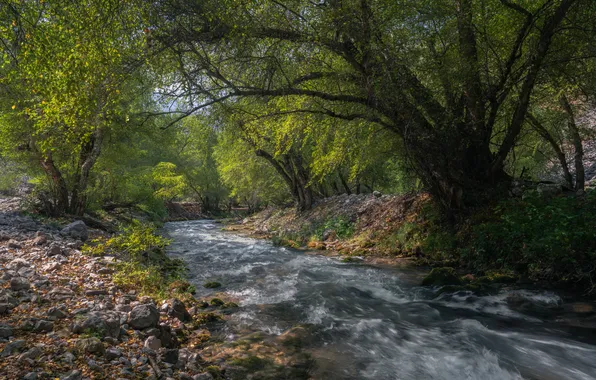 Картинка деревья, река, Узбекистан, берега, Река Испай- сай