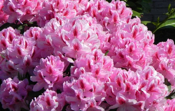 Розовый, куст, рододендрон, азалия