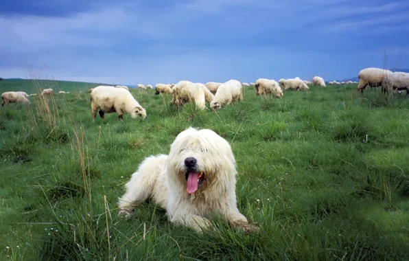 Овцы, собака, пастбище, Sheepdog, польская низинная овчарка
