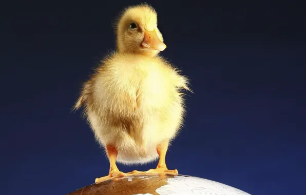 Yellow, duck, paws, Small