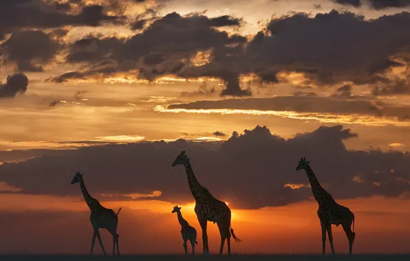 Картинка ночь, природа, жирафы