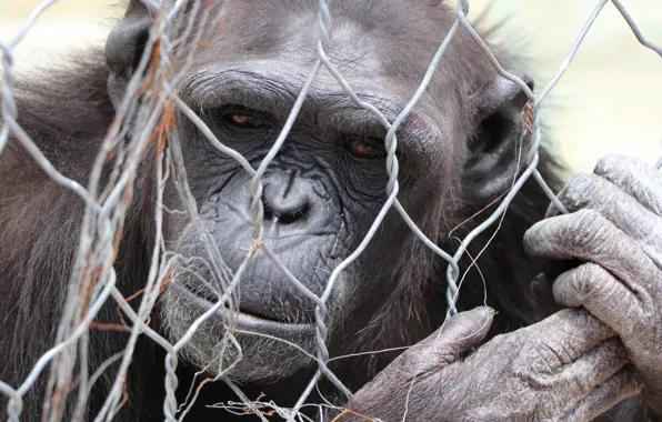 Animal, Monkey, Zoo, Gorilla, black monkey