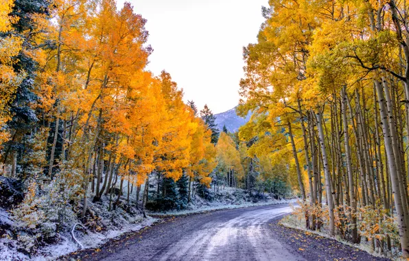 Картинка дорога, осень, лес, небо, листья, деревья, горы, Колорадо