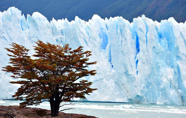 Картинка природа, дерево, лёд