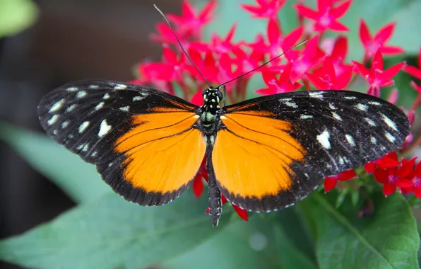 Wings, butterfly, flowers, beautiful, close up