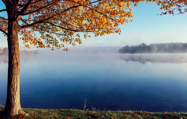 Картинка осень, туман, озеро, дерево, тихо