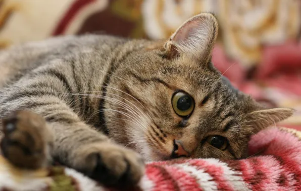 Кошка, отдыхает, на одеяле