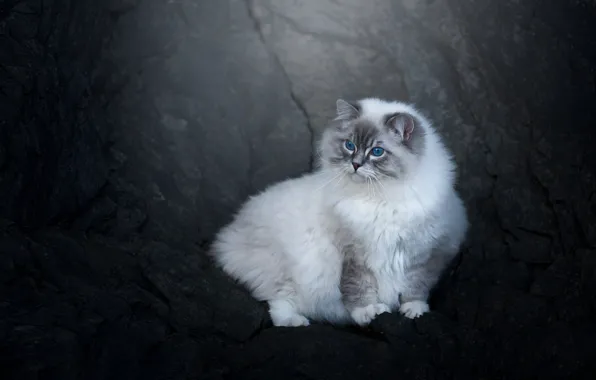 Кошка, кот, взгляд, природа, темный фон, камни, скалы, мордашка