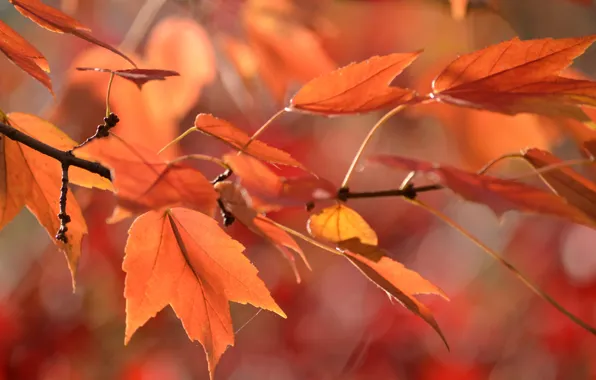 Осень, листья, паутина, ветка
