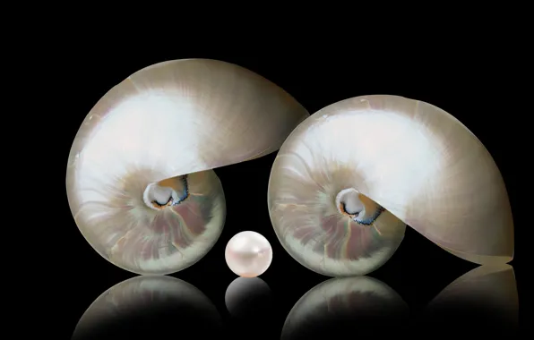 Macro, decoration, nautiulus shells