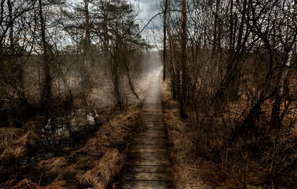 Туман, Осень, дорожка, autumn, fog, path