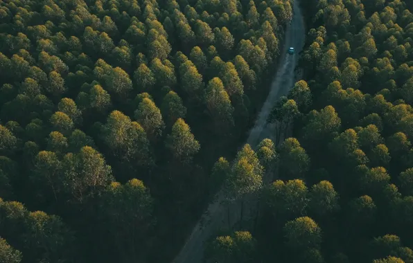 Car, Nature, Wood, Street, Trees, Sunlight, Pedro Henrique
