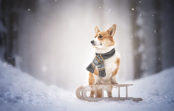 Картинка зима, снег, собака, шарфик, санки, Вельш-корги