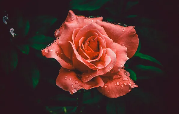Роза, Цветок, Лепестки, Flower, Colors, Flora, Blooming, Bloom