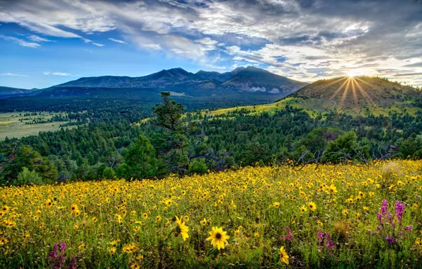 Цветы, горы, восход, рассвет, долина, луг, панорама, Аризона
