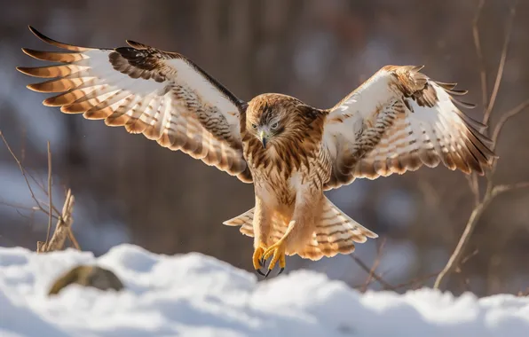Bird, snow, predator, hawk, hunting