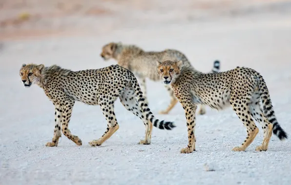 Картинка природа, звери, Cheetah cubs