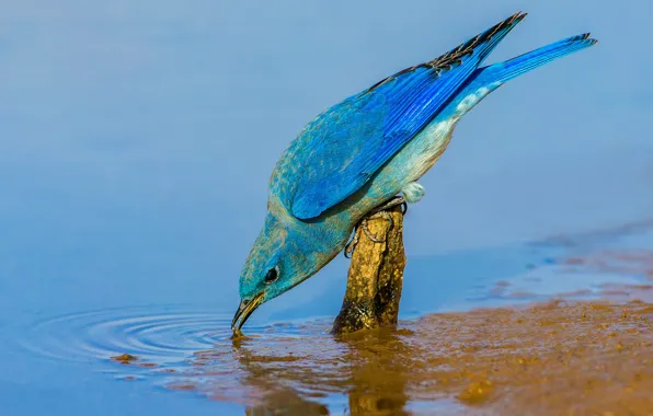 Вода, птица, клюв, голубая сиалия