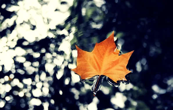 Картинка осень, вода, макро, природа, листок, клен, hq wallpaper