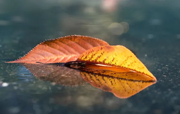 Осень, листья, вода, свет, оранжевый, желтый, природа, отражение
