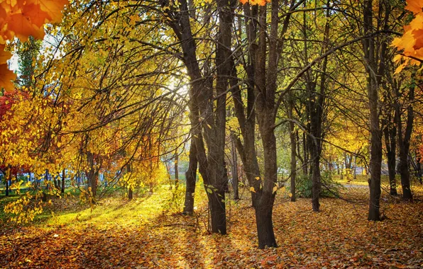 Картинка осень, листья, солнце, деревья, желтый, парк