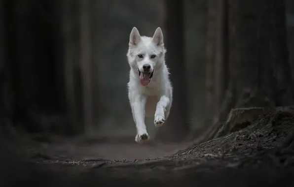 Картинка собака, бег, полёт, боке, Gerberian Shepsky