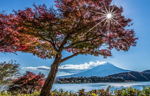 Картинка осень, озеро, дерево, гора, Япония, Фудзияма