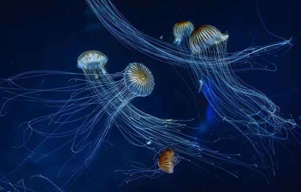 Картинка медузы, щупальца, танцы, морское дно