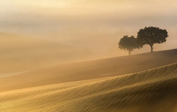 Картинка пейзаж, поле, утро, туман