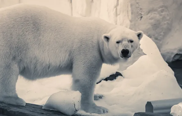Взгляд, снег, белый медведь, монохром, полярный