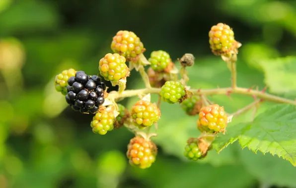 Food, fruit, plant