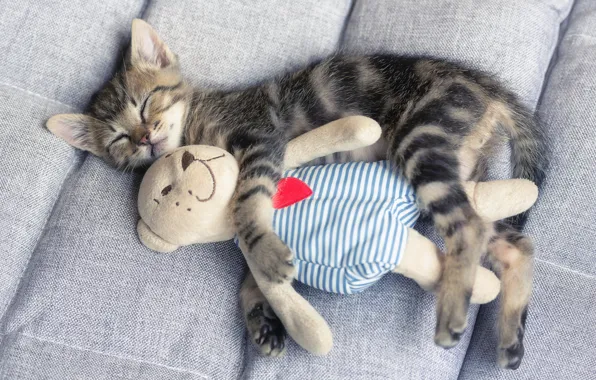 Кошка, котенок, диван, игрушка, малыш, мишка, спит, лежит