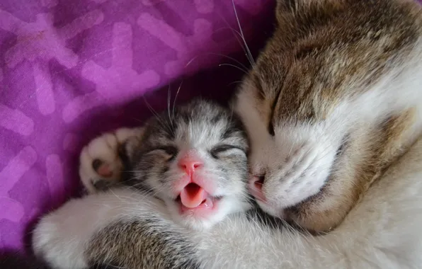 Кошка, коты, котёнок, спят