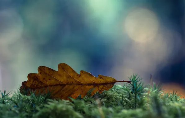 Картинка осень, макро, лист, мох, сухой, боке, Ноябрь