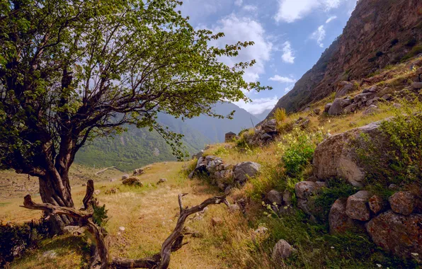 Rocks, tree, hillside