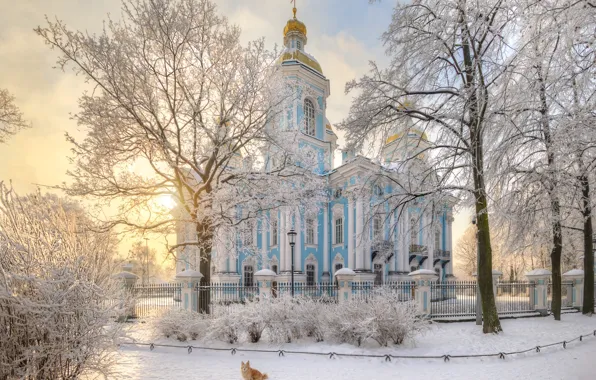 Зима, иней, снег, деревья, природа, собака, Санкт-Петербург, церковь