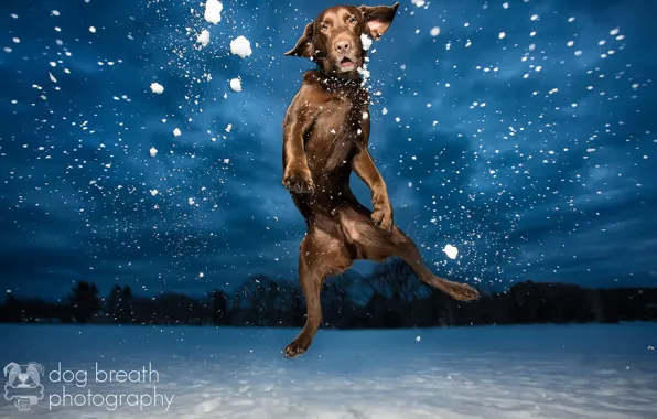 Картинка свет, снег, ночь, собака, вечер, лабрадор, в воздухе, шоколадный