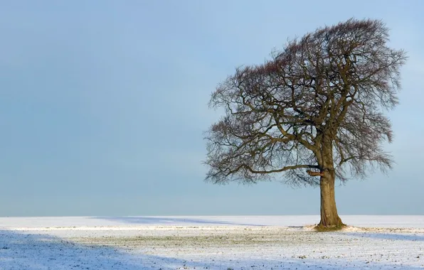 Картинка sky, Tree, field, nature, winter, snow