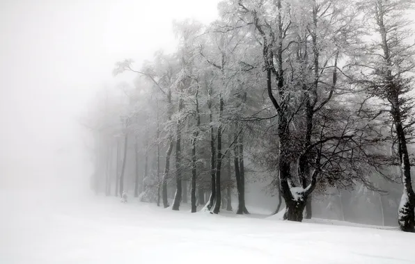 Зима, деревья, пейзаж, туман