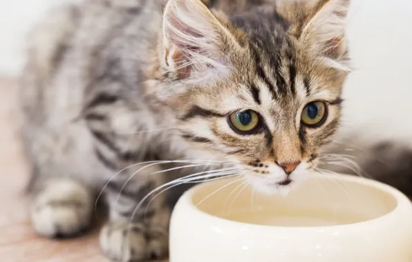 Cat, pet, feline, water bowl