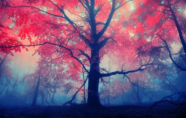 Лес, листья, красный, туман, древо