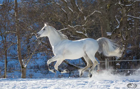 Картинка белый, конь, лошадь, скорость, мощь, бег, грация, скачет