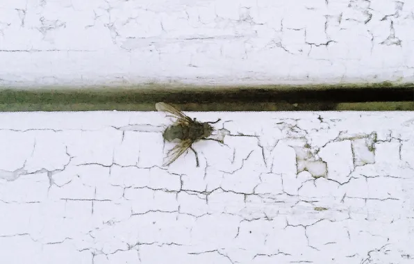 Картинка муха, апрель, насекоиые, весна2024