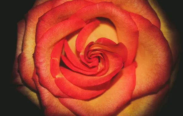 Цветок, роза, rose, flower, blume