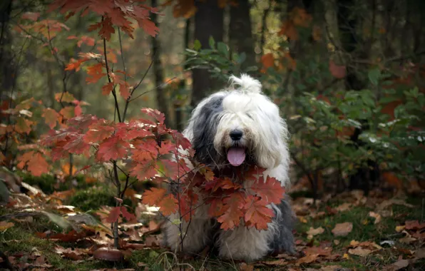 Картинка осень, лес, собака