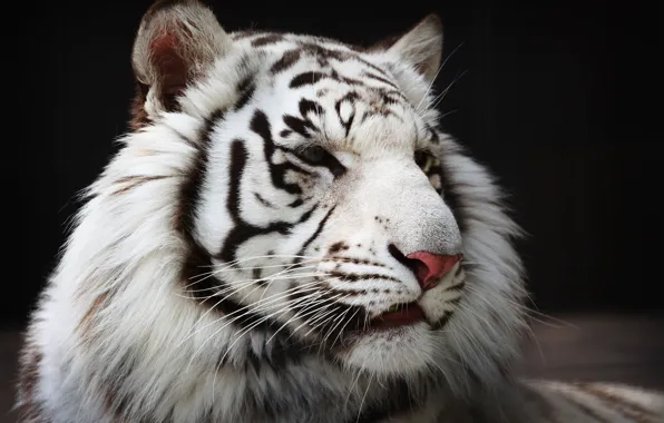 Картинка морда, хищник, мех, белый тигр, дикая кошка