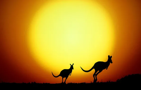 Картинка силуэт, Австралия, кенгуру